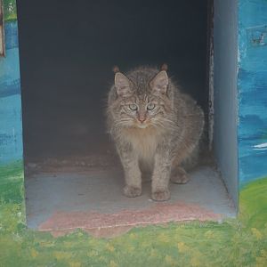Chinese Mountain Cat
