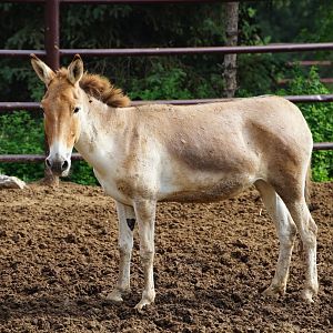 Eastern Kiang