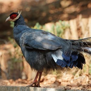 Blue eared-pheasant