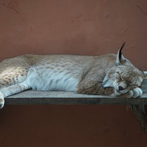 Central Asian Lynx