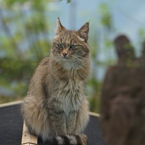 Chinese Mountain Cat