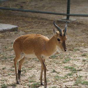Przewalski's Gazelle