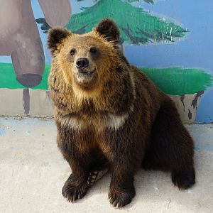 Tibetan Brown Bear
