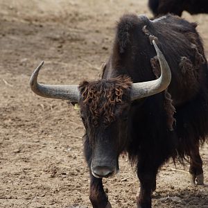 Wild Yak
