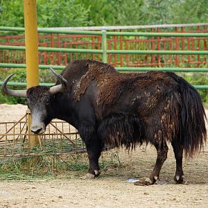 Wild Yak