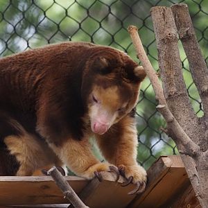 Matschie's Tree Kangaroo
