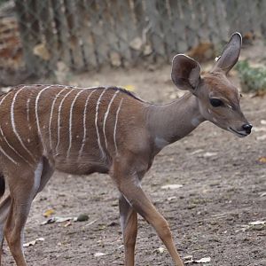 Lesser Kudu Calf 1