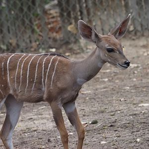 Lesser Kudu Calf 2