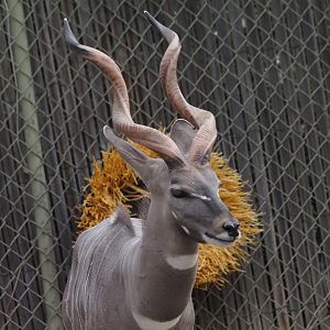 Lesser Kudu Adult