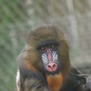 Mandrill