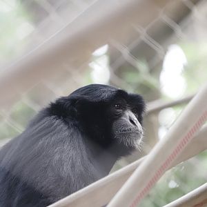 Siamang