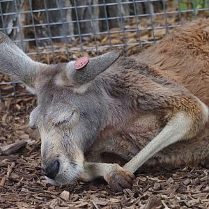 Red Kangaroo