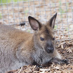 Red-Necked Wallaby