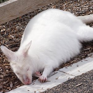 Albino Red-Necked Wallaby "Marshmallow"