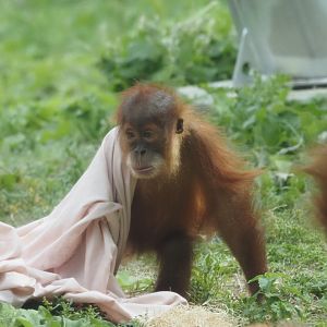 Sumatran Orangutan Youngster 1