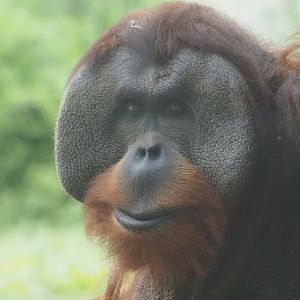 Sumatran Orangutan Mature Male
