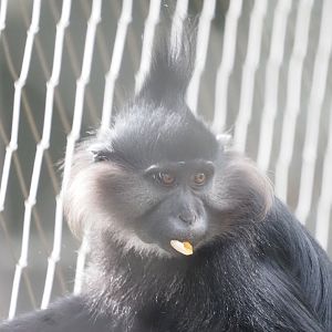 Black Crested Mangabey