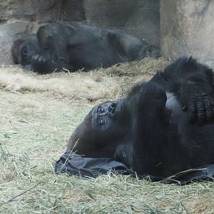 Western Lowland Gorillas