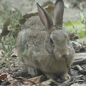 Desert Cottontail (Wild)