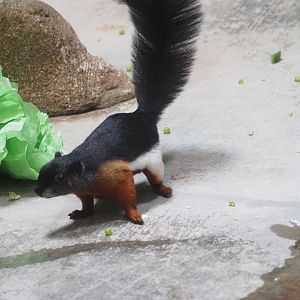 Prevost's Squirrel 1