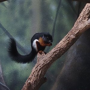 Prevost's Squirrel 2