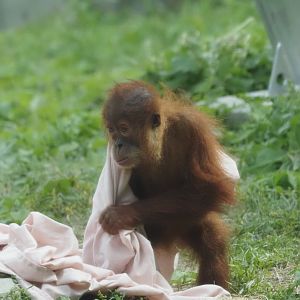 Sumatran Orangutan Youngster 2