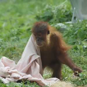 Sumatran Orangutan Youngster 3