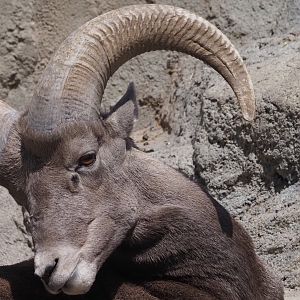 Rocky Mountain Bighorn Sheep Ram 1