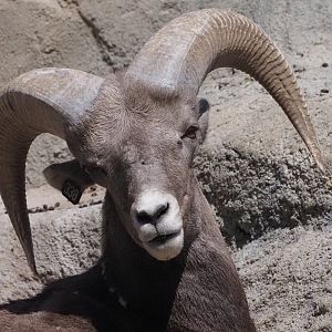Rocky Mountain Bighorn Sheep Ram 2