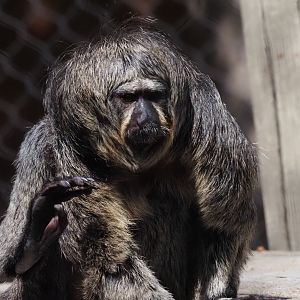 White-Faced Saki Female