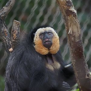 White-Faced Saki Male