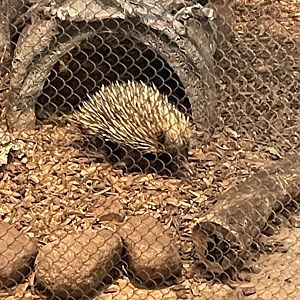 8/16/2025 - Short-Beaked Echidna