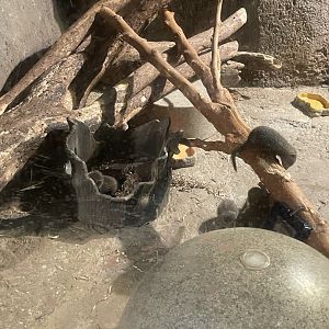 8/16/2025 - Dwarf Mongoose Family