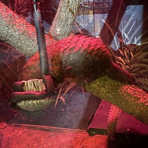 8/16/2025 - An Awake and Eating Pangolin!