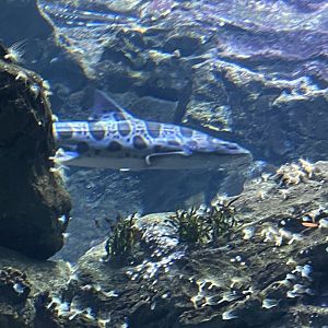 8/16/2025 - Leopard Shark