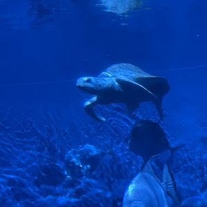 8/16/2025 - Kemp’s Ridley Sea Turtle