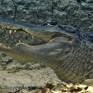 American Alligator (Alligator mississippiensis) August 8, 2025
