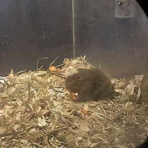 8/16/2025 - Damaraland Mole Rat