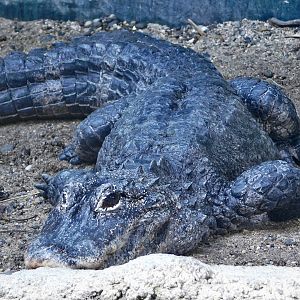 Chinese Alligator (Alligator sinensis) August 8, 2025
