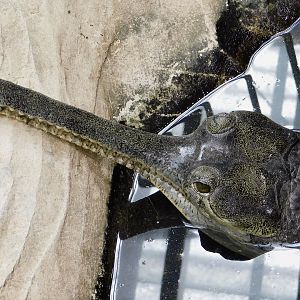 Gharial (Gavialis gangeticus) March 2, 2025