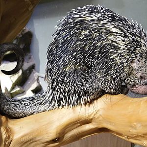Brazilian Porcupine (Coendou prehensilis)  Kawasui Kawasaki Aquarium August 15, 2025