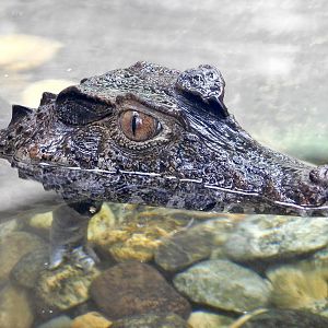 Smooth-fronted caiman (Paleosuchus trigonatus) August 4, 2025
