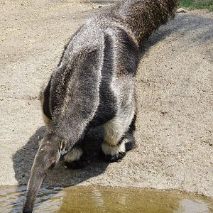 Giant Anteater (Myrmecophaga tridactyla) August 4, 2025