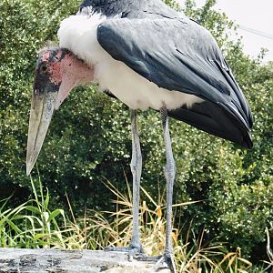 Marabou stork (Leptoptilos crumenifer) August 4, 2025