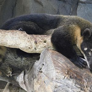 South American coati (Nasua nasua) August 4, 2025