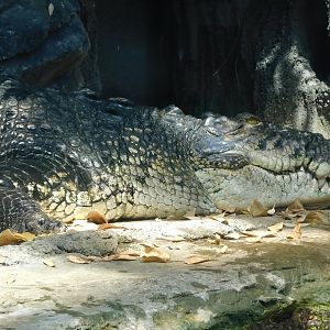 Saltwater Crocodile (Crocodylus porosus) May 3, 2025
