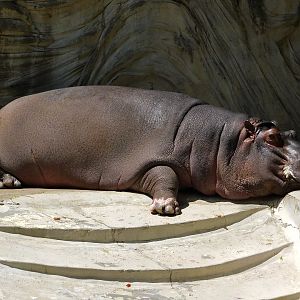 Hippopotamus (Hippopotamus amphibius) May 3, 2025