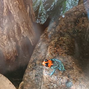 Blessed poison Frog