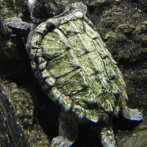 Alligator Snapping Turtle (Macrochelys temminckii) August 8, 2025