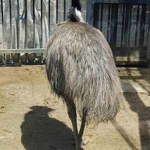 Emu (Dromaius novaehollandiae) May 3, 2025